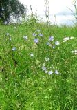 Cichorium intybus. Цветущее растение. Нижегородская обл., Кстовский р-н, берег р. Кудьма. 14.07.2011.