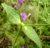 Melandrium latifolium. Часть побега. Копетдаг, Чули. Май 2011 г.
