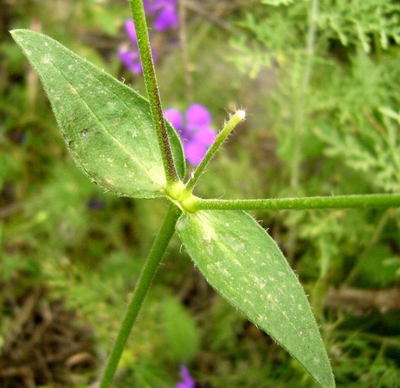 Изображение особи Melandrium latifolium.