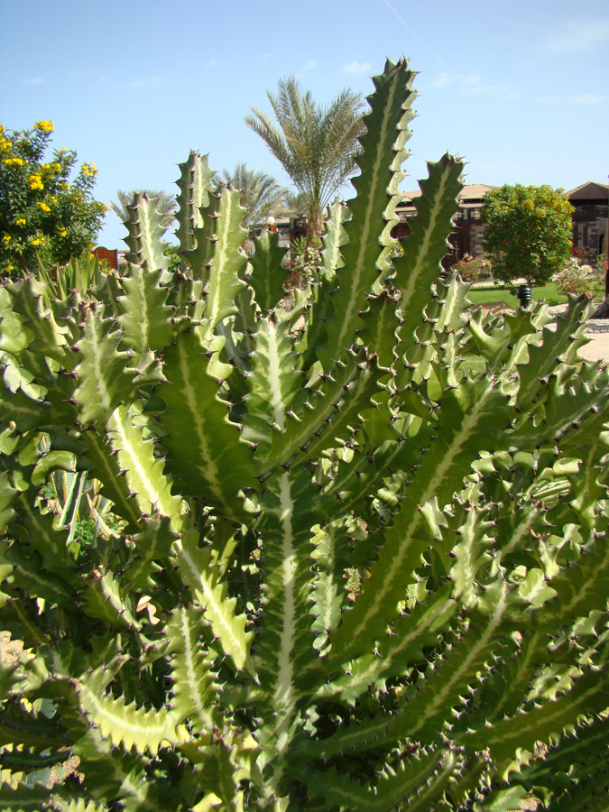 Изображение особи Euphorbia lactea.