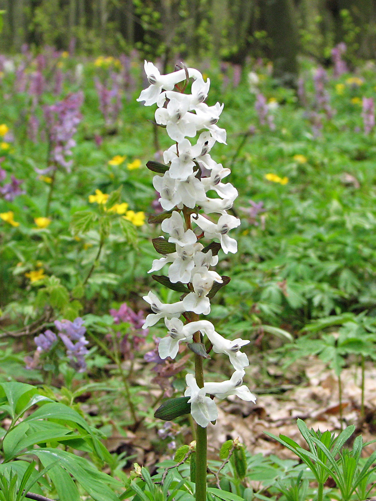 Изображение особи Corydalis cava.