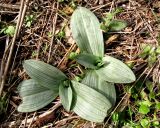 Ophrys oestrifera. Два растения с зимующими прикорневыми листьями. Крым, окр. Ялты, заповедник Мыс Мартьян, можжевеловый лес. 2 марта 2012 г.