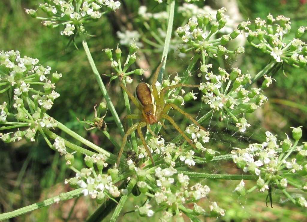 Изображение особи Thyselium palustre.