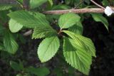 Viburnum farreri