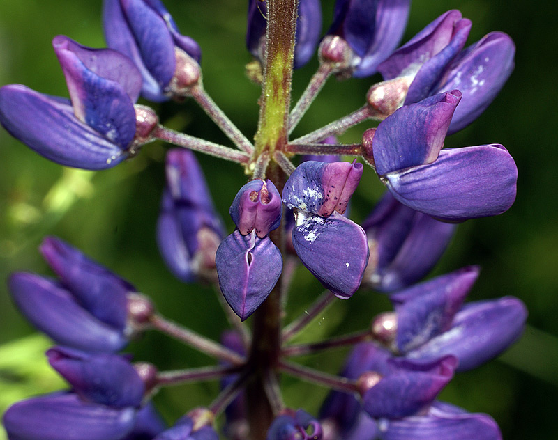 Image of Lupinus &times; regalis specimen.