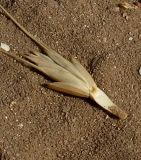 Aegilops sharonensis