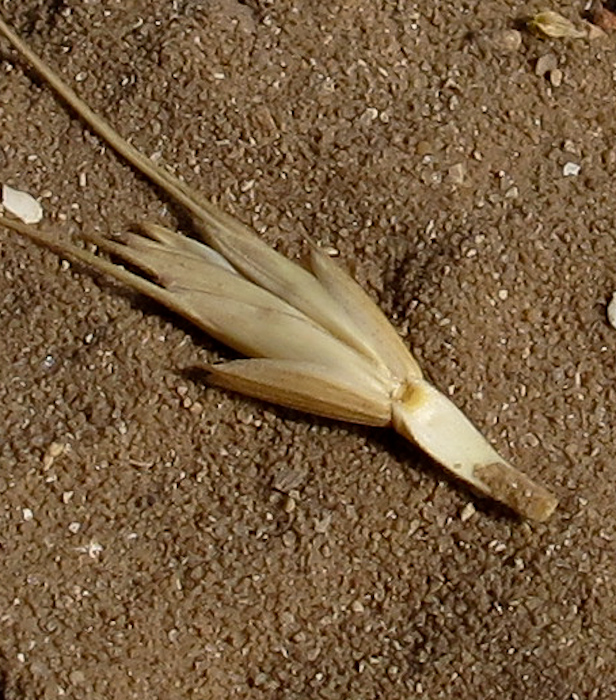 Изображение особи Aegilops sharonensis.