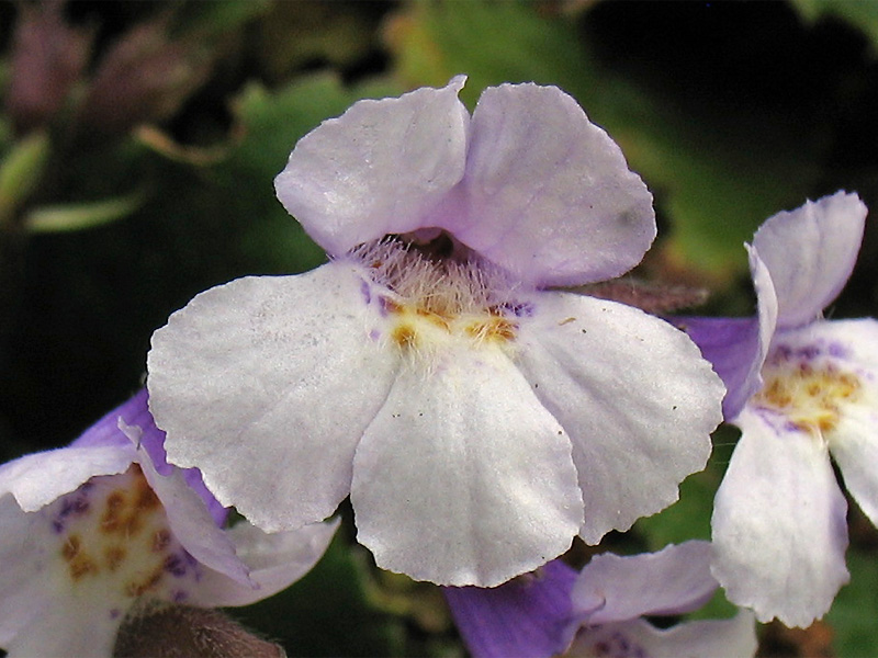 Image of Haberlea rhodopensis specimen.