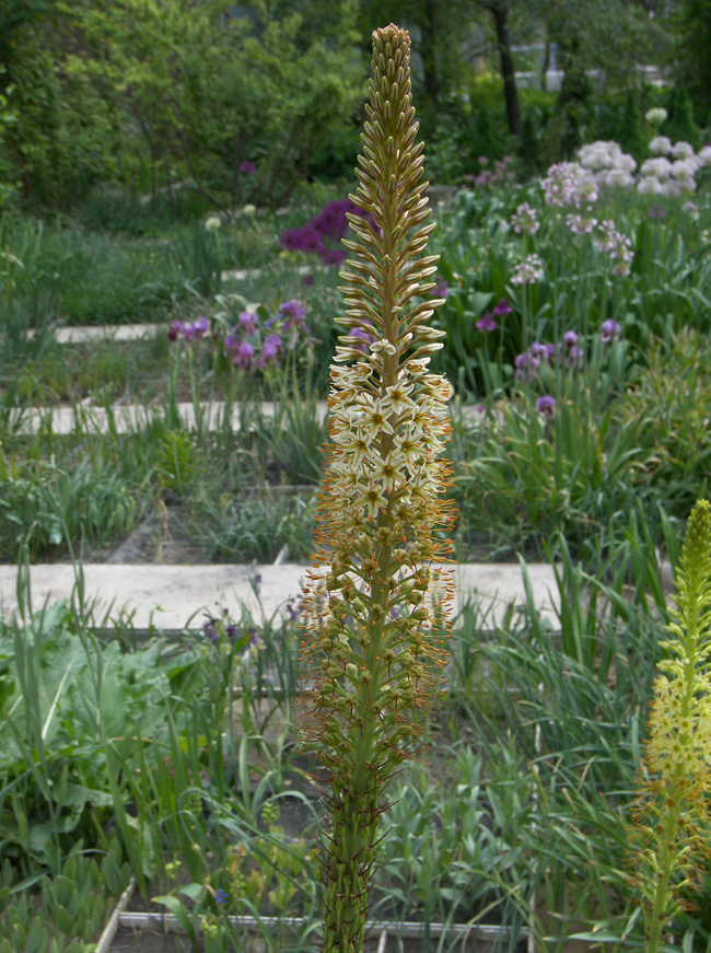 Image of genus Eremurus specimen.