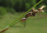 Carex digitata