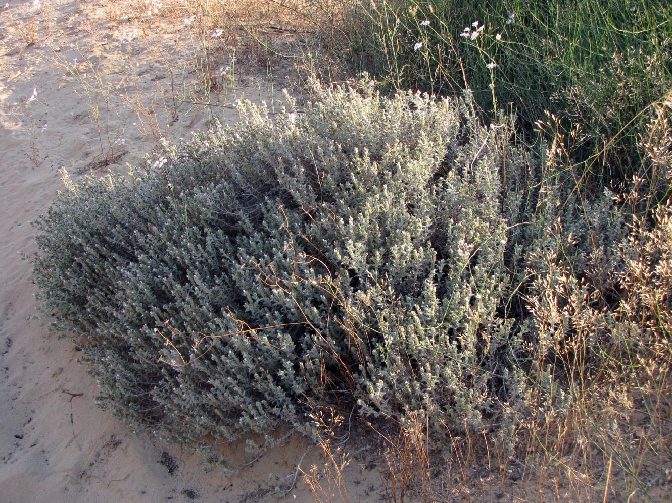 Image of Moltkiopsis ciliata specimen.