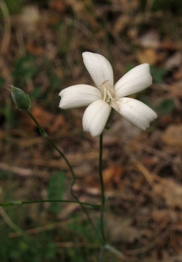 Image of Dianthus marschallii specimen.