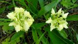 Dactylorhiza subspecies georgica