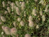 Trifolium arvense