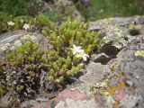 Minuartia inamoena