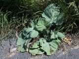 Brassica sylvestris. Вегетирующее растение у обочины дорожки. Испания, Страна Басков, Бискайя, муниципалитет Бермео (Bermeo), о-в Гастелугаче (Gaztelugatxe). 13.06.2012.