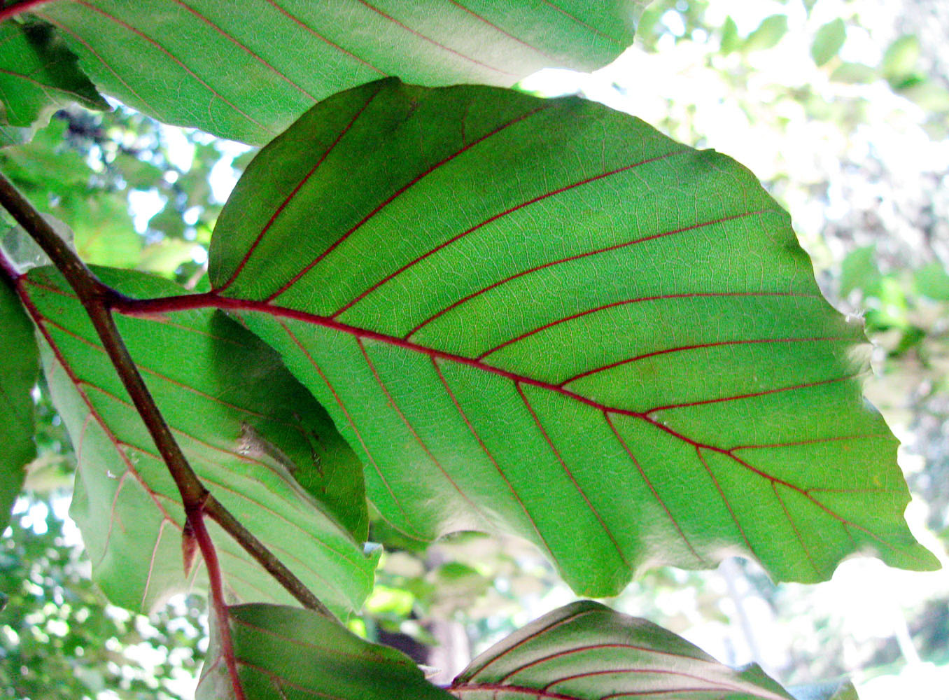 Image of Fagus sylvatica var. purpurea specimen.