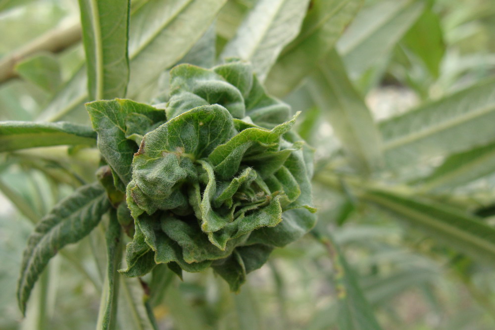 Image of Salix gmelinii specimen.