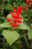 Salvia splendens