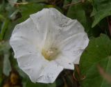 Calystegia sepium