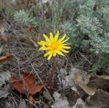 Taraxacum hybernum
