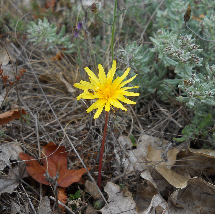 Изображение особи Taraxacum hybernum.