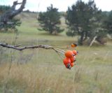 Sorbus taurica