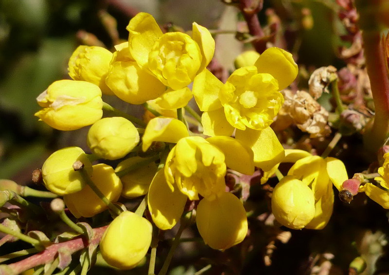Image of Mahonia aquifolium specimen.