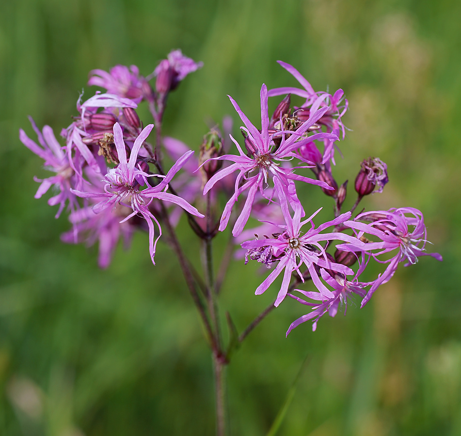 Изображение особи Coccyganthe flos-cuculi.