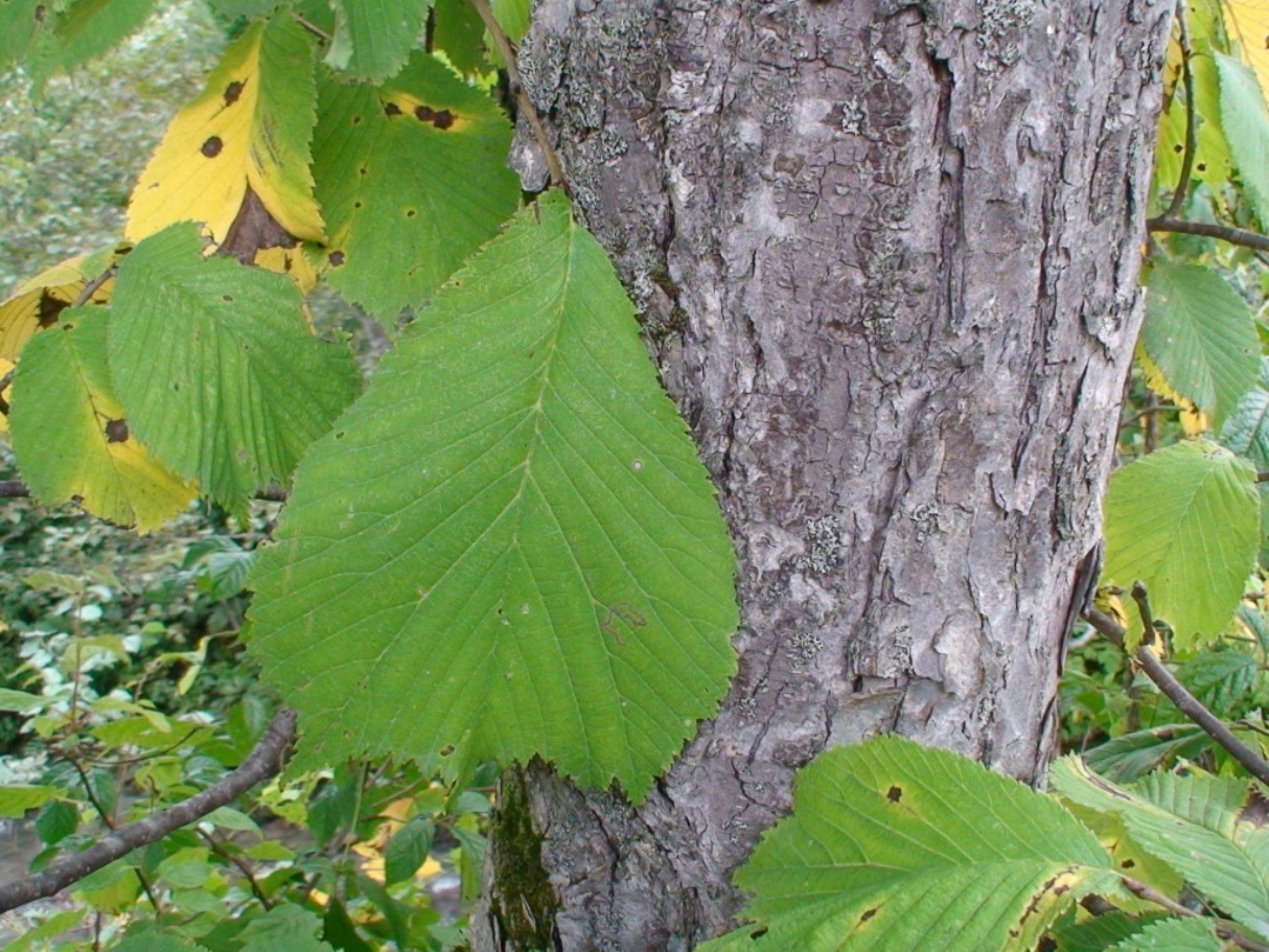 Изображение особи Ulmus laciniata.