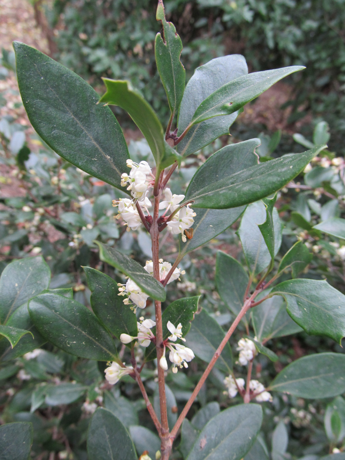 Изображение особи Osmanthus heterophyllus.