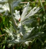 Potentilla impolita