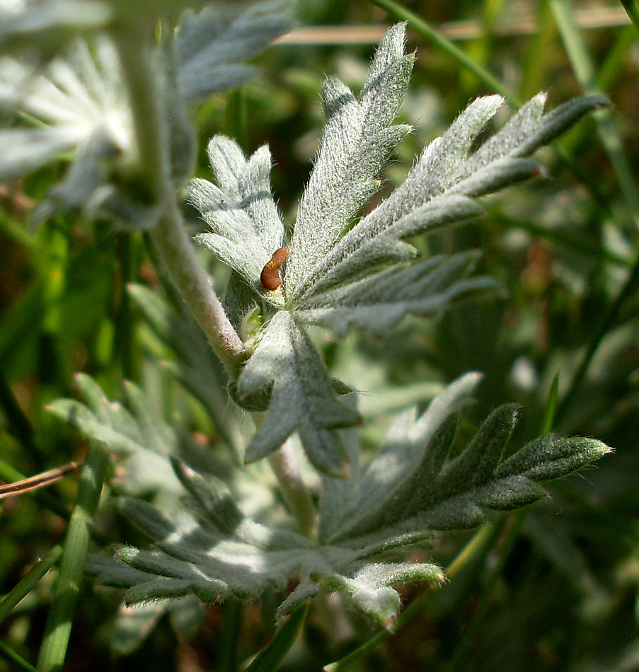 Изображение особи Potentilla impolita.