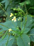 Impatiens parviflora