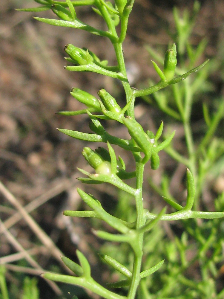 Image of Thesium ramosum specimen.