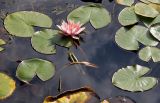 Nymphaea odorata
