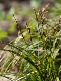 Carex digitata