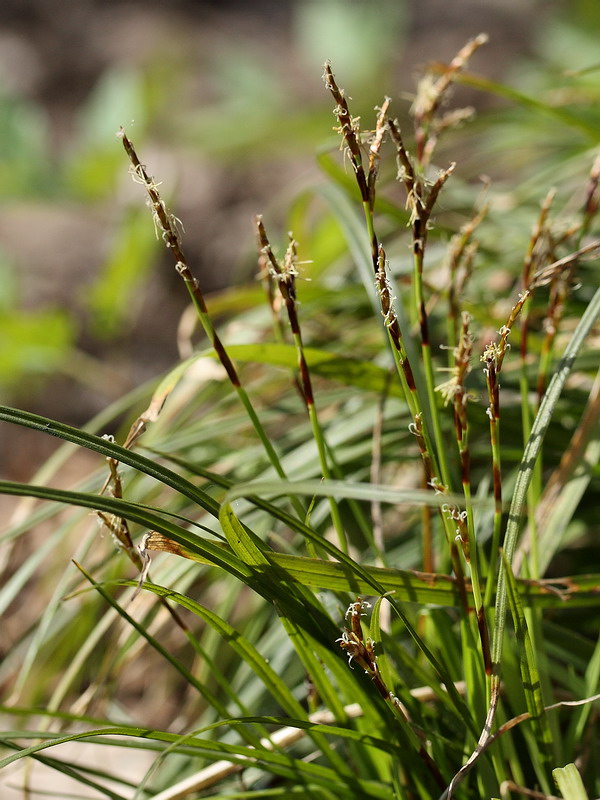 Изображение особи Carex digitata.