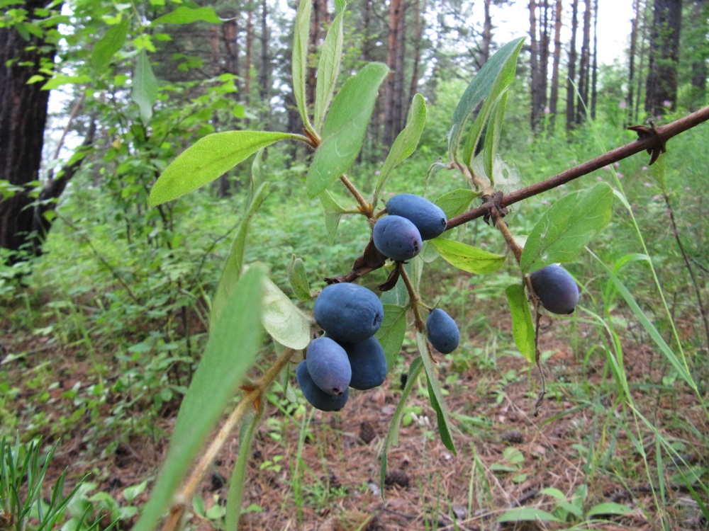 Изображение особи Lonicera pallasii.