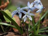 Scilla monanthos