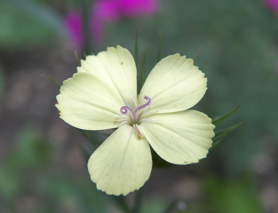 Изображение особи Dianthus knappii.