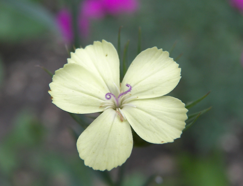 Image of Dianthus knappii specimen.