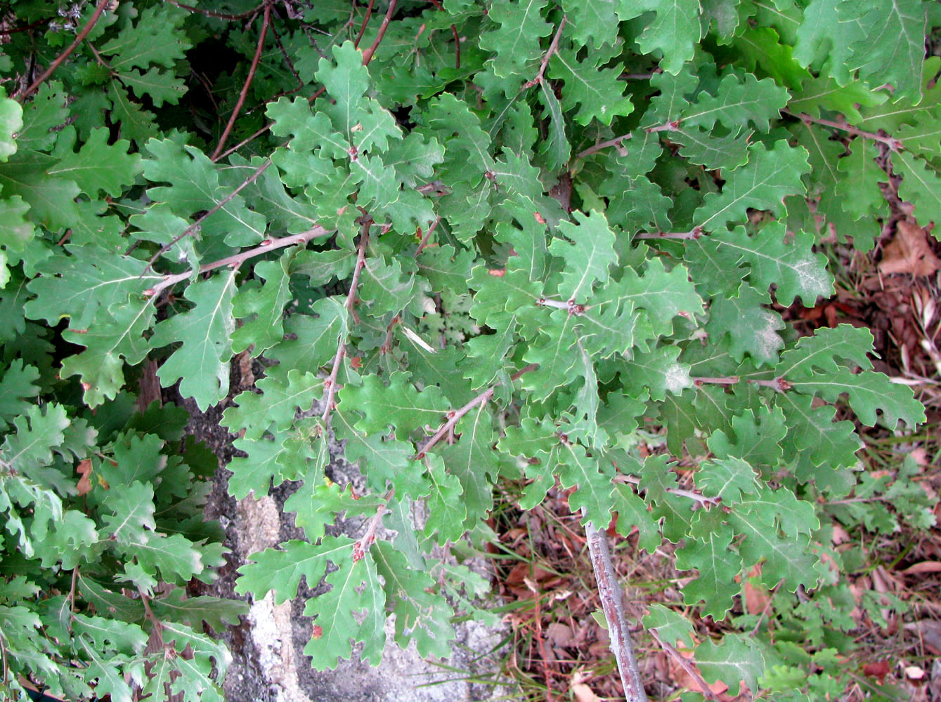 Изображение особи Quercus petraea.