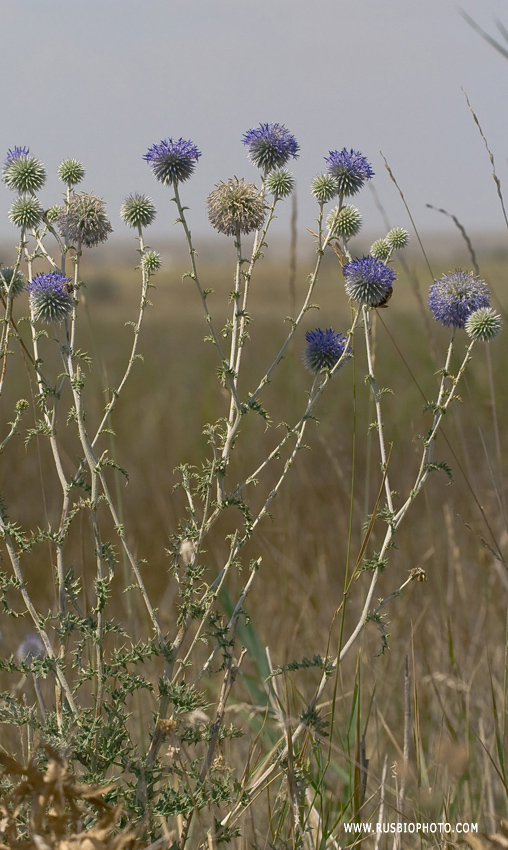 Изображение особи Echinops ruthenicus.