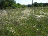 род Stipa