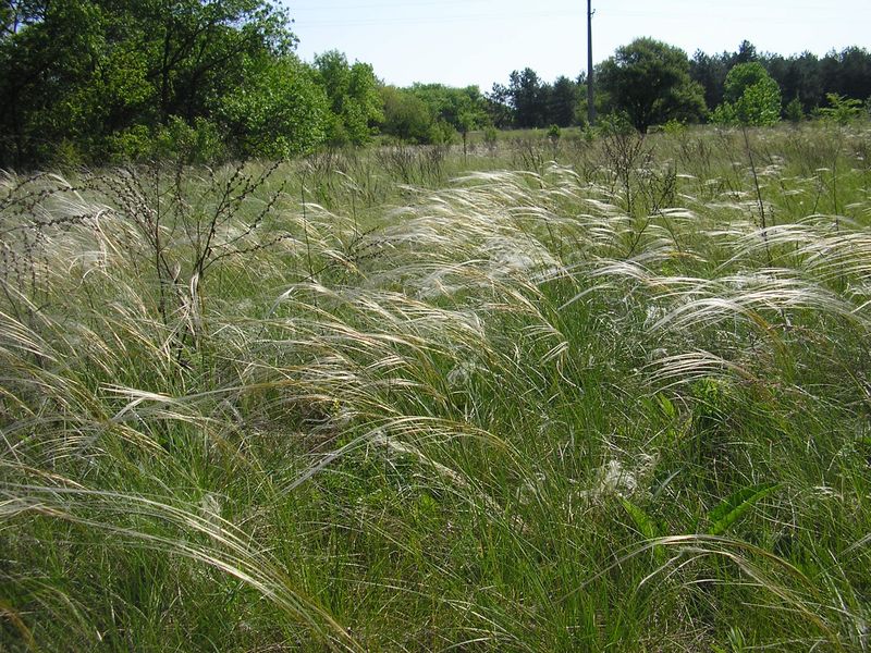 Изображение особи род Stipa.