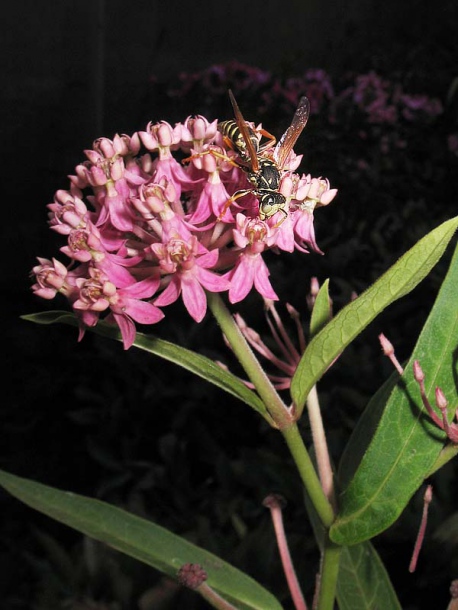 Изображение особи Asclepias incarnata.