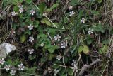 Potentilla micrantha