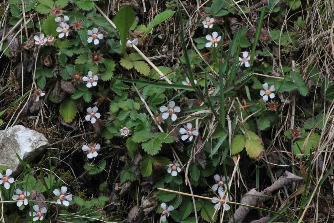 Image of Potentilla micrantha specimen.