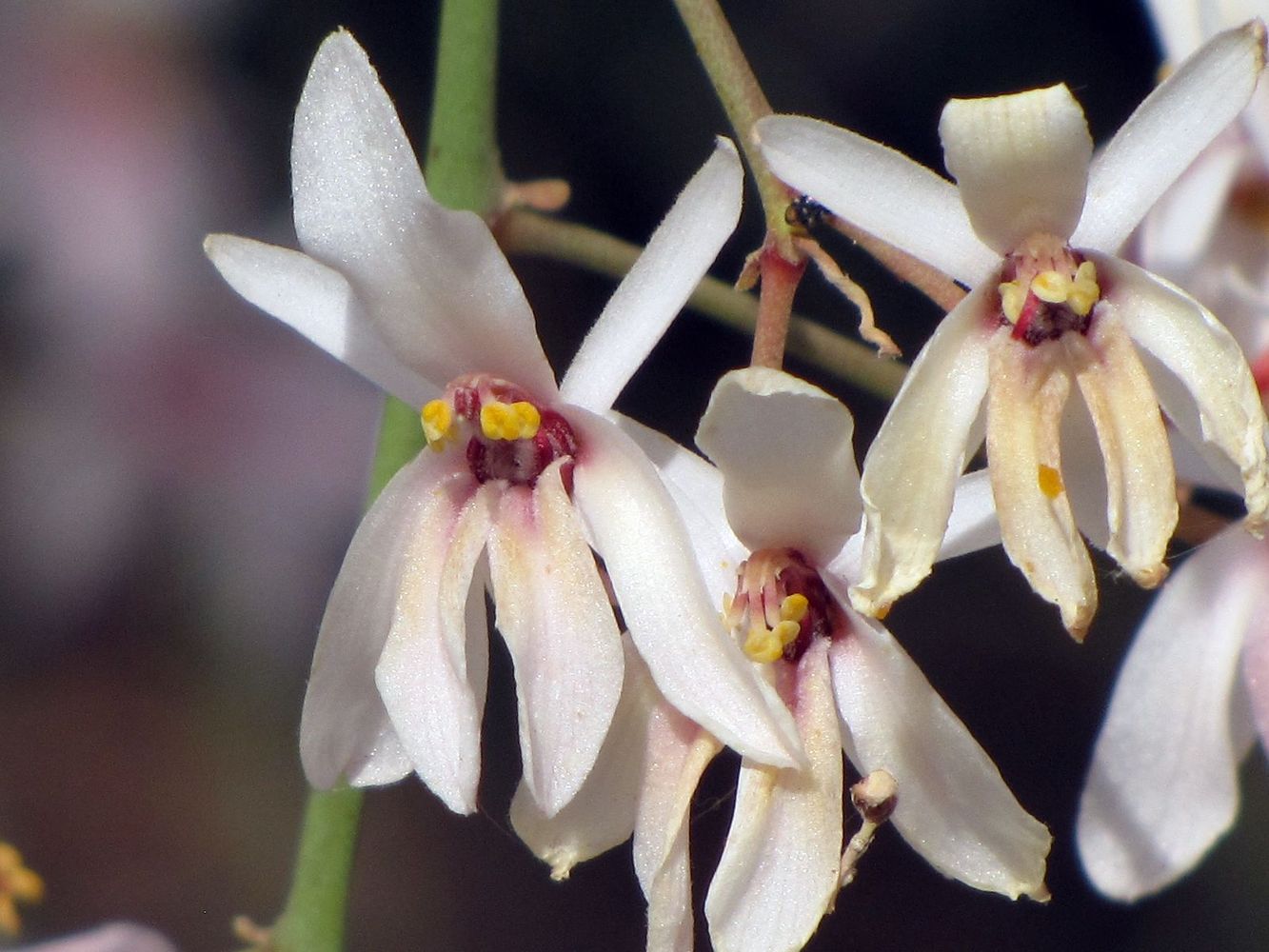 Изображение особи Moringa peregrina.